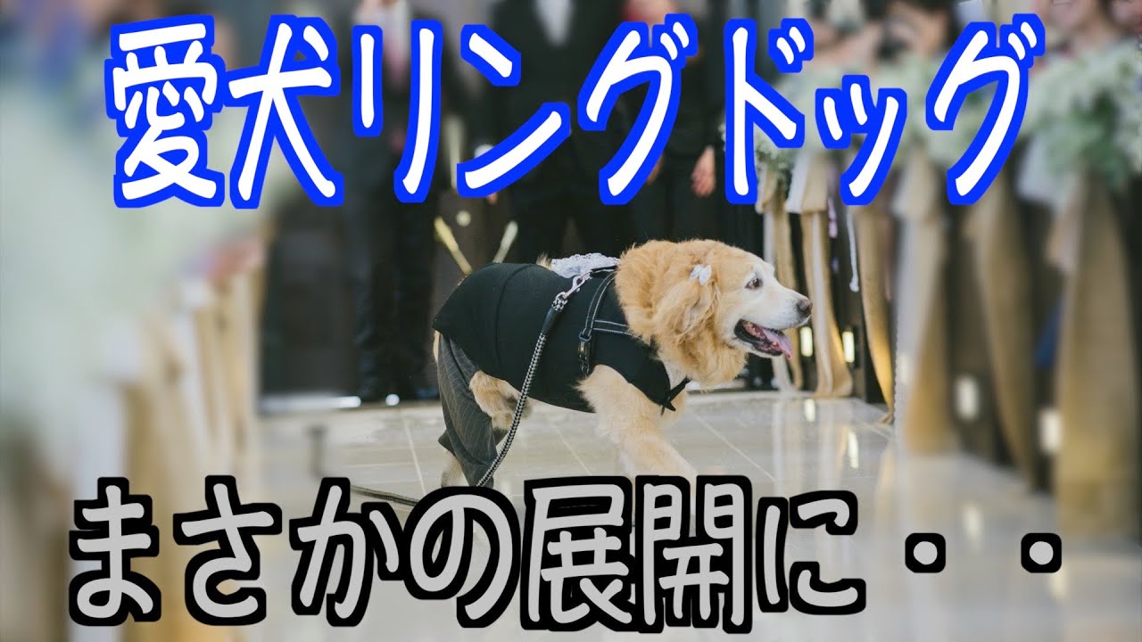結婚式で愛犬にリングドッグをお願いしたらまさかの展開に！