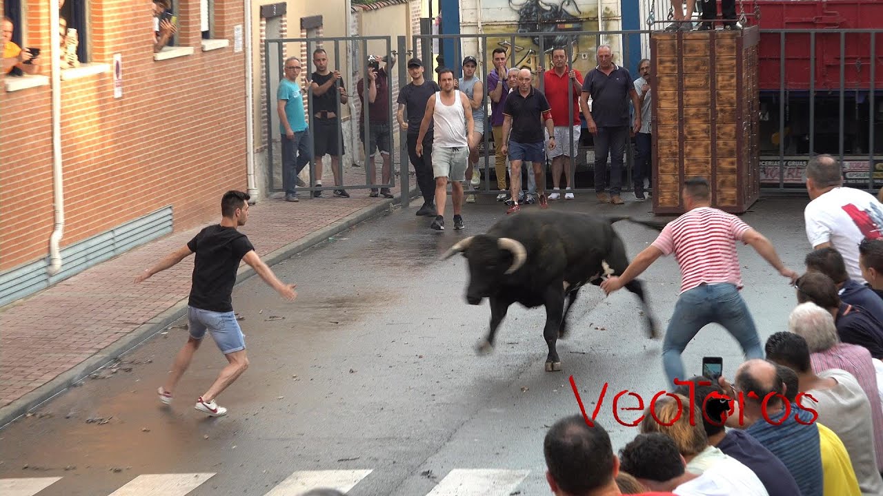 ZARATÁN (VALLADOLID) 2022  Suelta del Toro de las Peñas