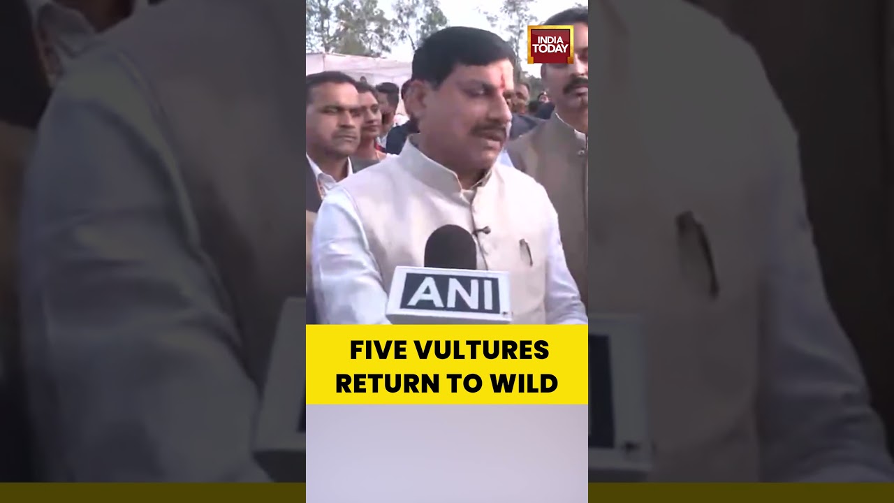 Five Vultures Return To Wild In MP | Big Boost For Conservation Efforts #madhyapradesh