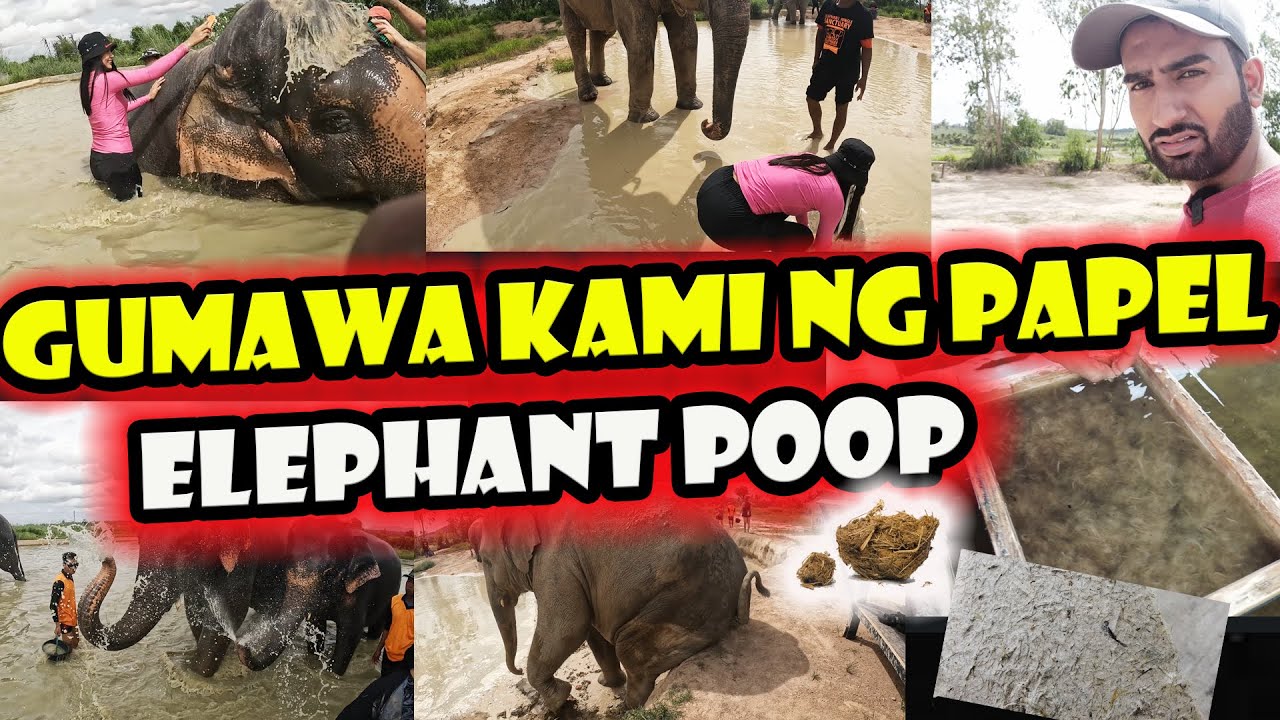 Dinate nya ako sa Elephant Jungle Sanctuary // Filipino Indian Vlog