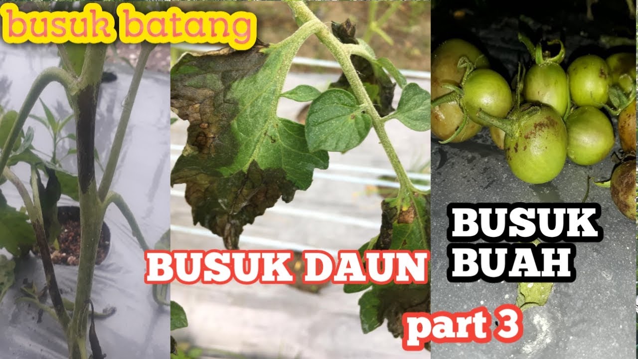 Petani tomat tips mengobati busuk daun tomat,buah batang#part 3