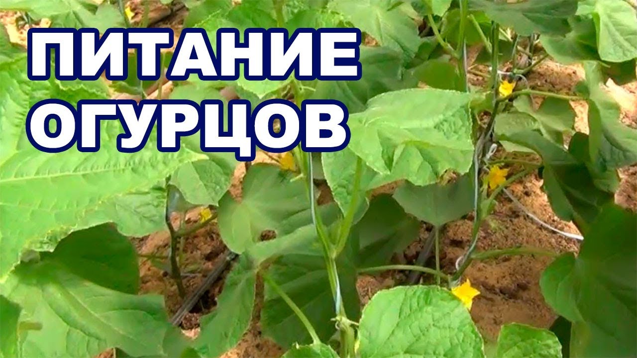 Питание для огурцов в теплице на летне-осенний оборот (28-08-2018)