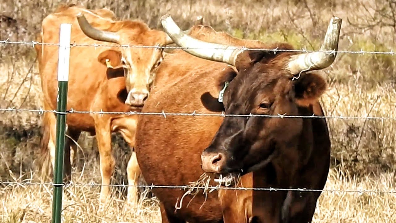 LONGHORNS IN KATY TEXAS