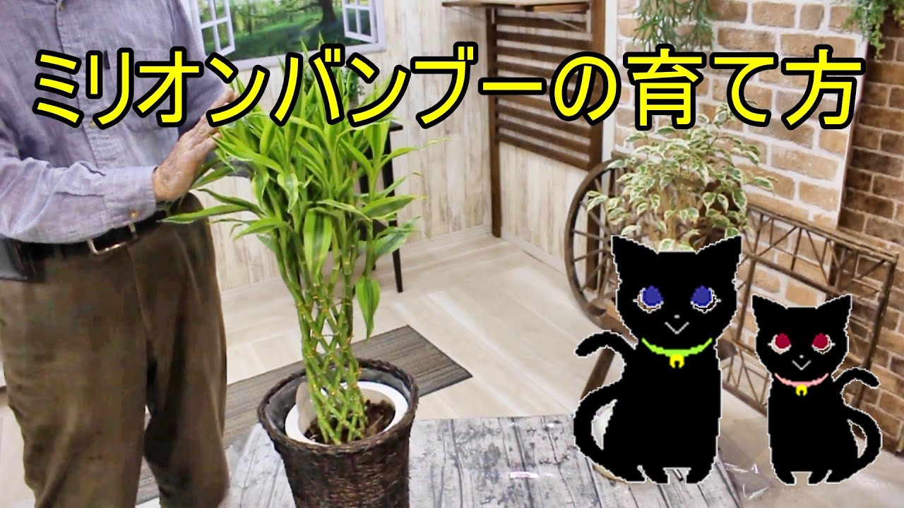 ミリオンバンブーの育て方