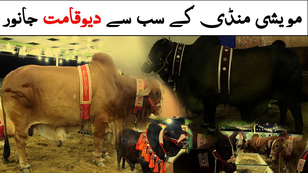 Beautiful Heavy Cow and  Bulls Collection 2019