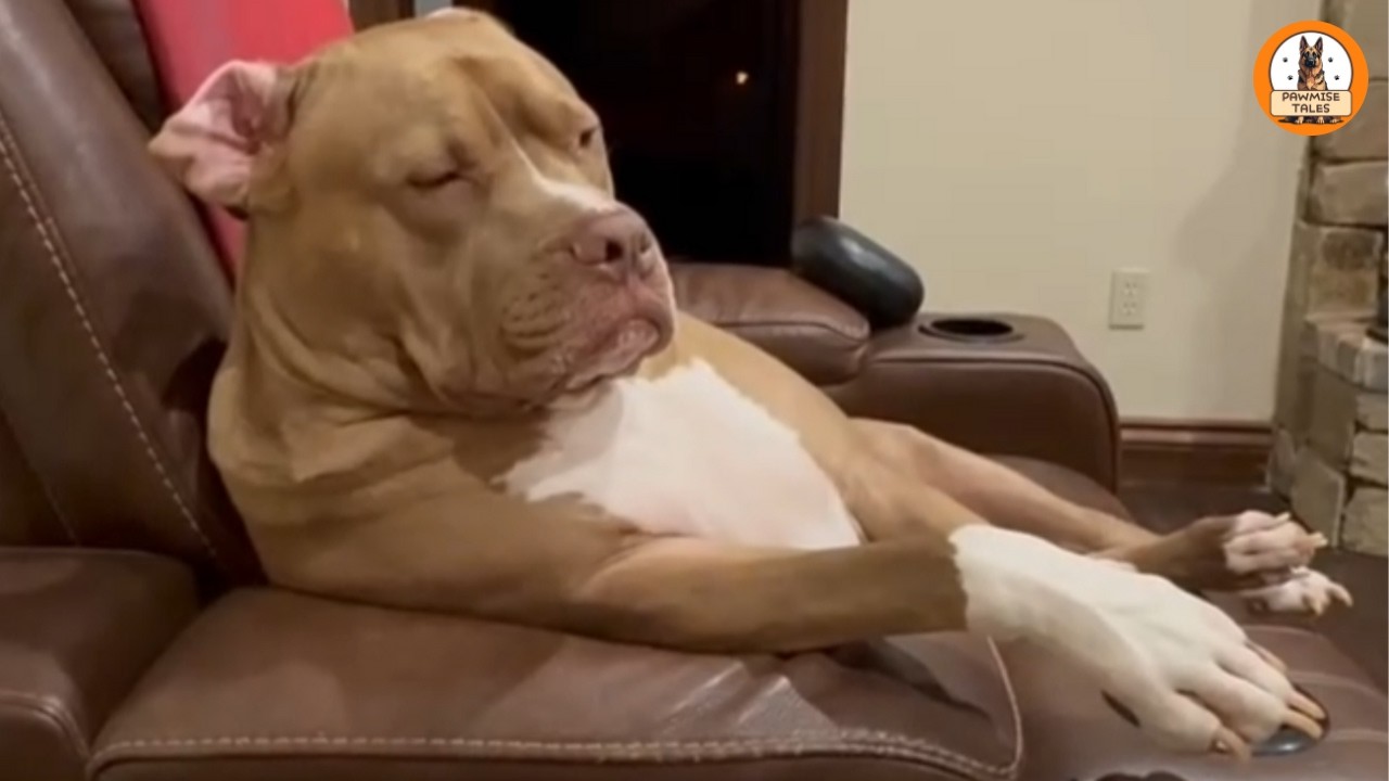 My Husband Lost His Soul Dog…Then This Rescue Changed Everything