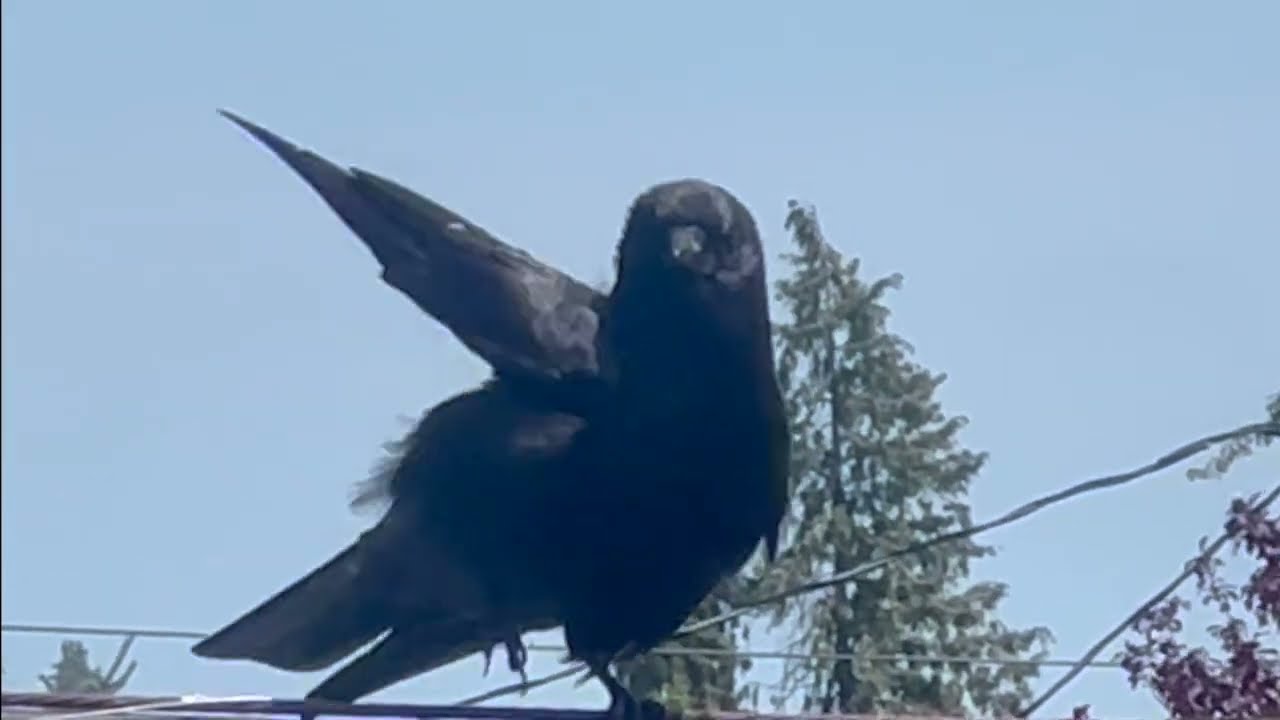 Crow Content 19