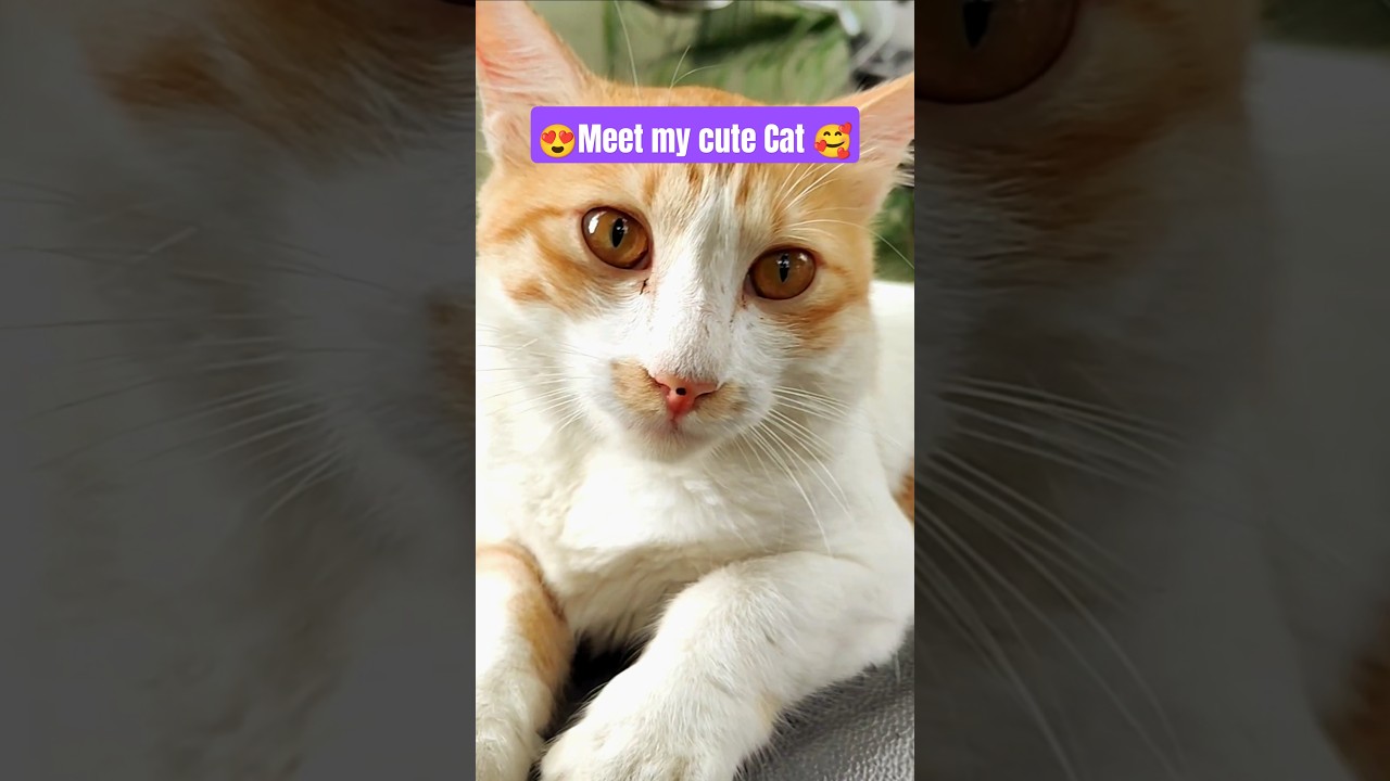 Cute Cat videos for cats to watch 🥰 | URGanesh