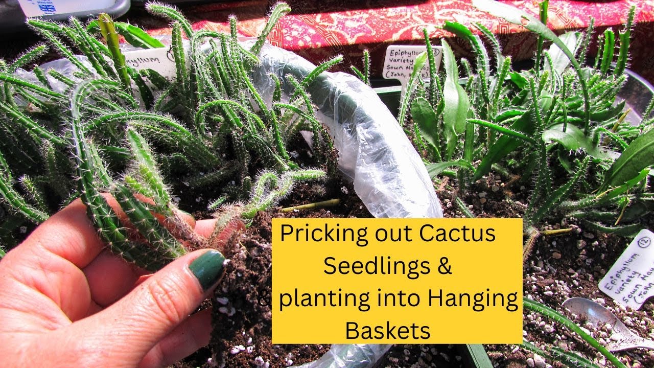 Pricking out my Epiphyllum Cactus Seedlings & planting into Hanging Baskets #cacti