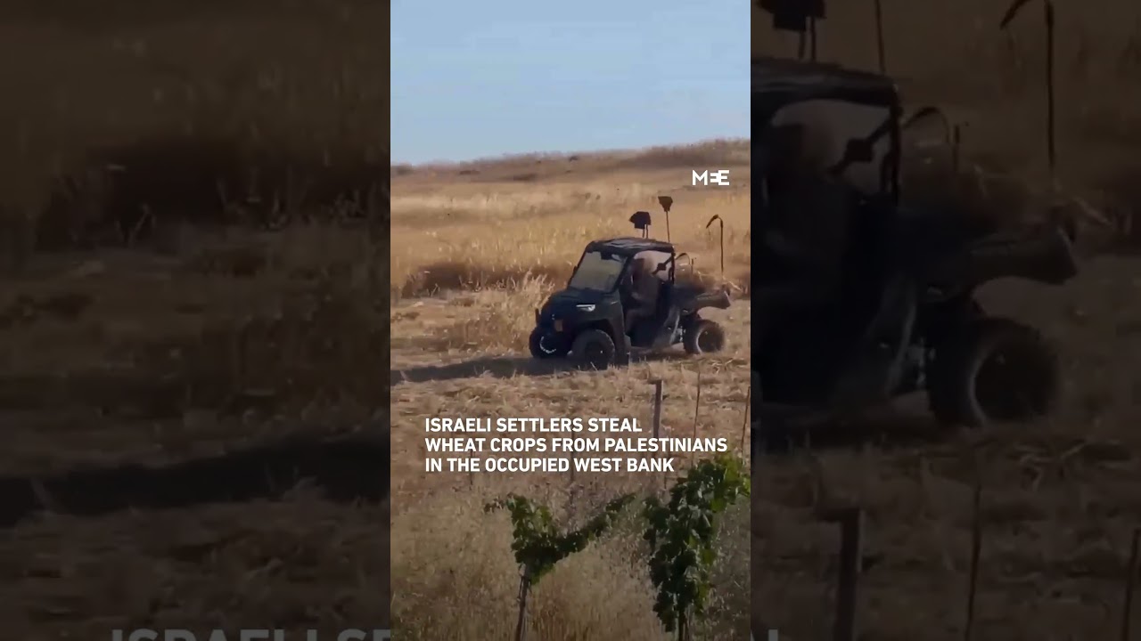 Israeli settlers steal wheat crops from Palestinians in the occupied West Bank