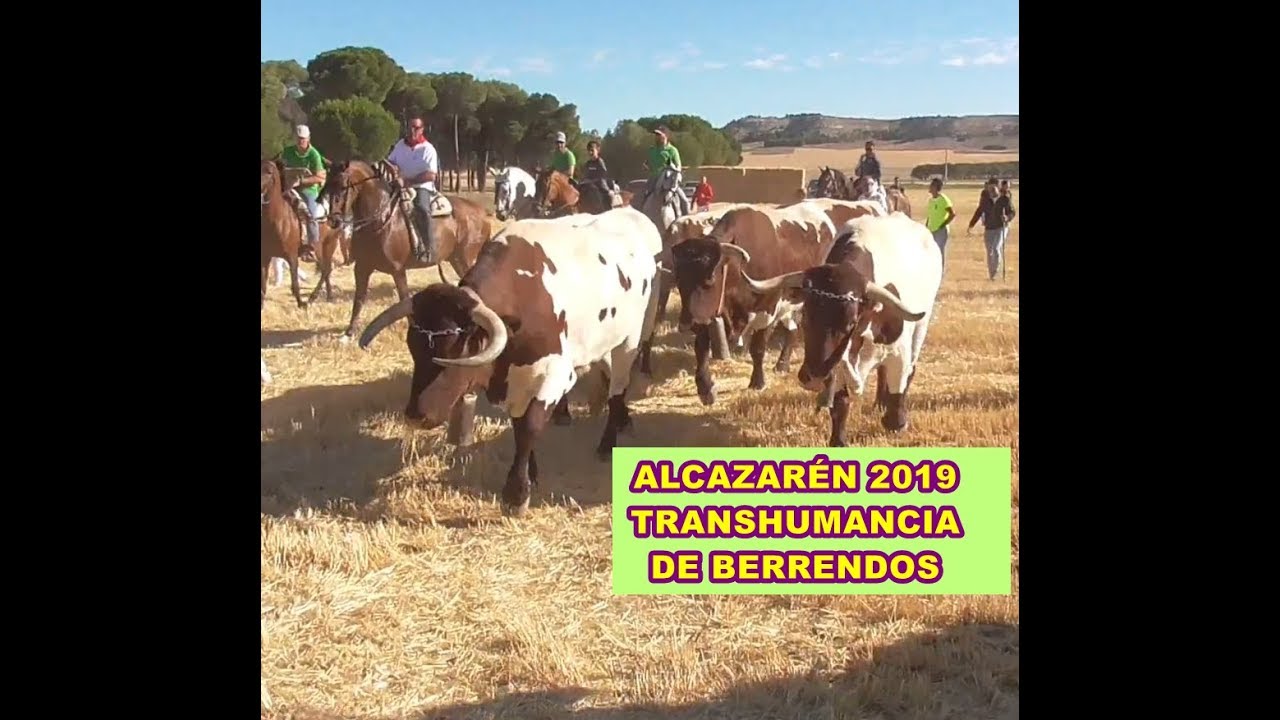 [Especial] Alcazarén (Va). Transhumancia de Berrendos. 28/07/2019