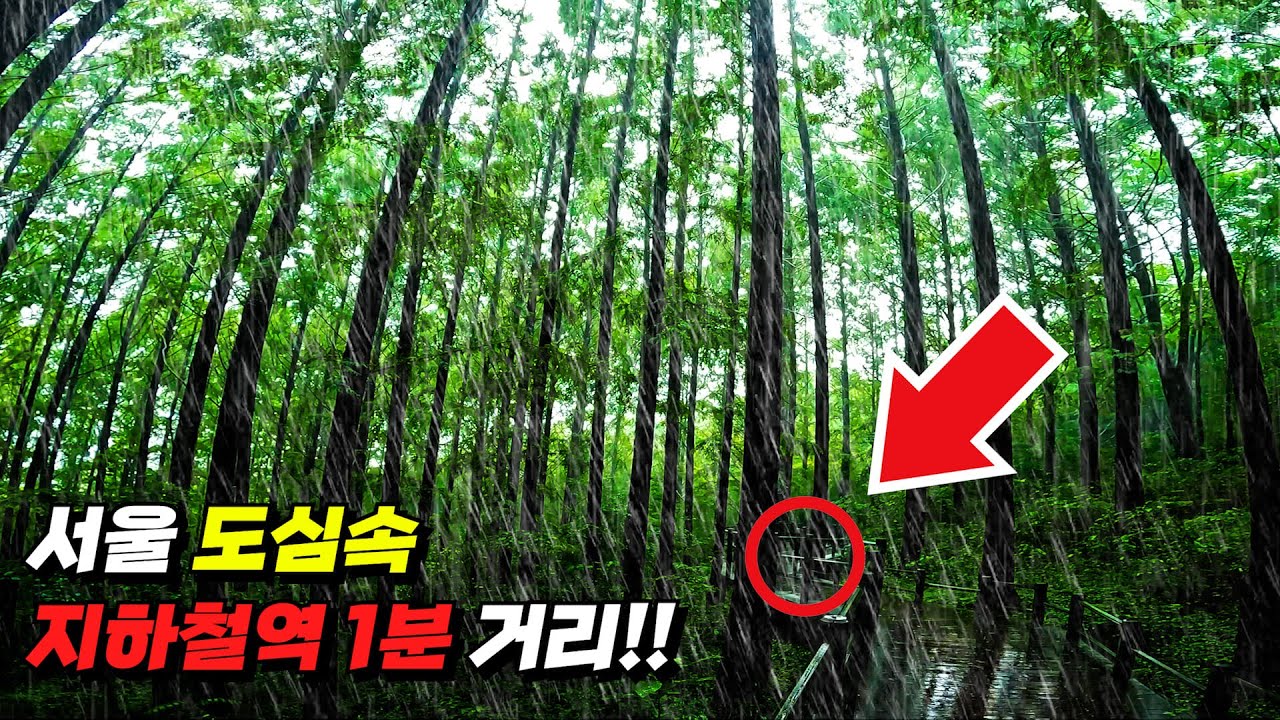 ☔️쏟아지는 장대비를 뚫으며 걷는 7km 메타세콰이어 숲길에서의 우중 트레킹! | 🚊지하철역 1분거리에서 시작되는 환상의 숲속 트레킹 코스 1곳