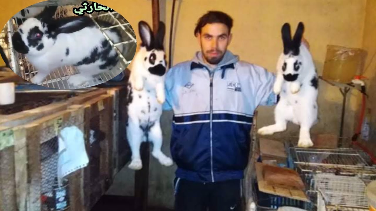 بداية نجاح مشروع الارانب لصديقنا من الجزائر بطرق جد بسيطة