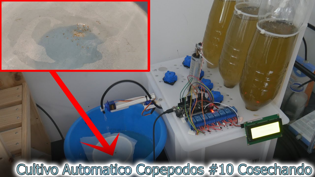 Cultivo Zooplacton automático #10 Cosechamos Copepodos!