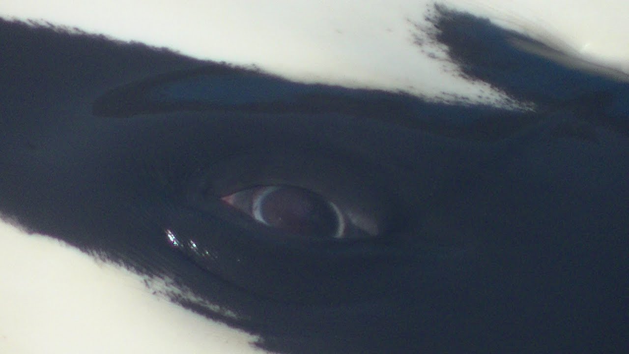 Orkid's Eyes up close Part 1 - September 8, 2014 - SeaWorld San Diego