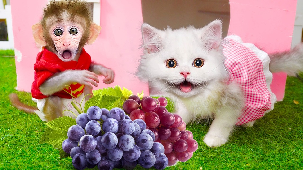 maymun videoları Bon Bon monkey And Mimi cat playing in the garden