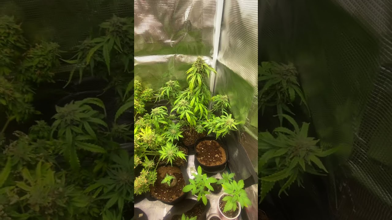 #MarsHydro #TS600 ##MoscaSeeds #Autoflowers #OrganicGrow #LegalGrow