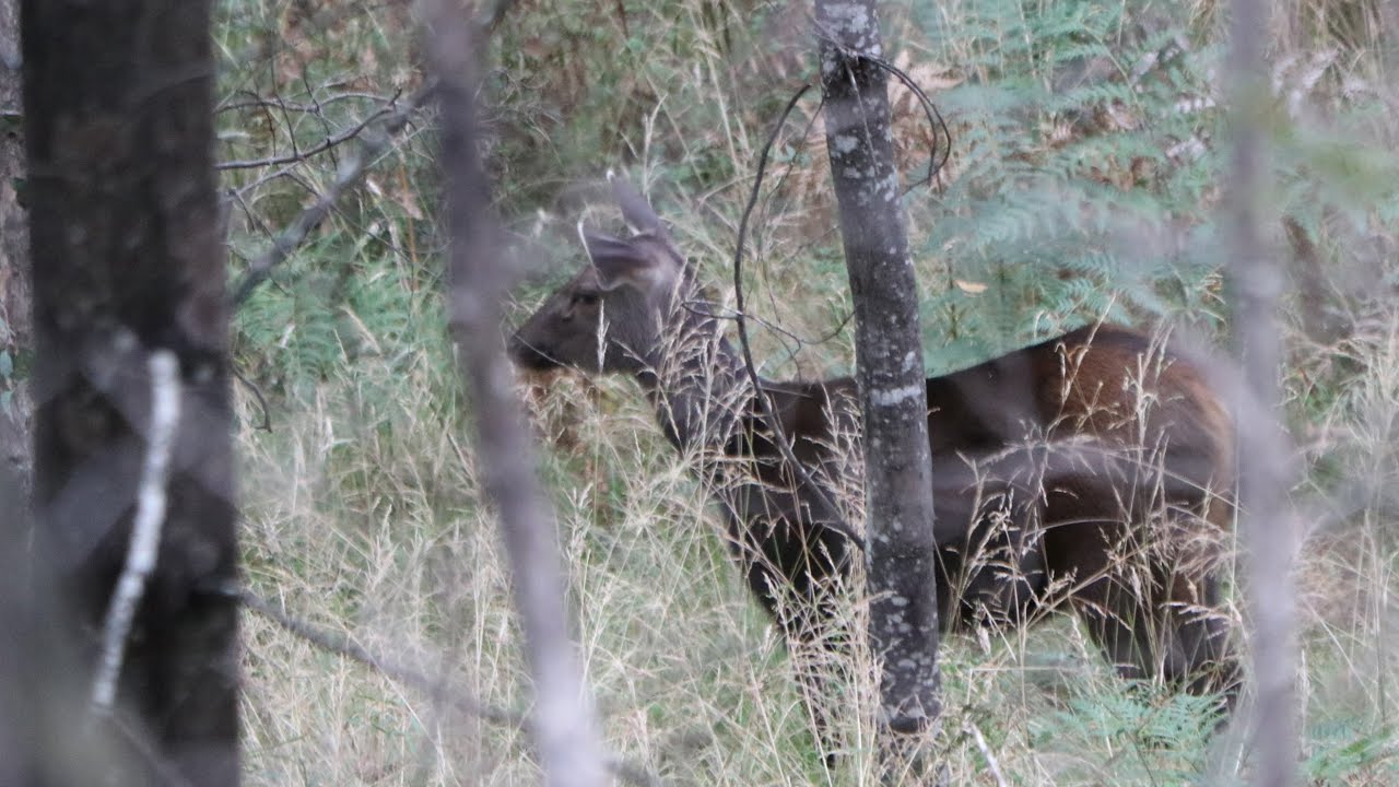 Sambar Deer Success or Failure?