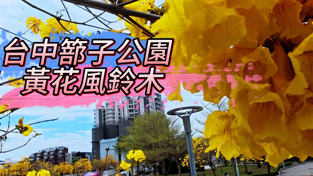 3月1日篰子公園黃花風鈴木