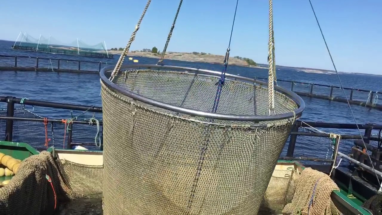 How to move fish in sea cage aquaculture - Brändö Lax in Åland