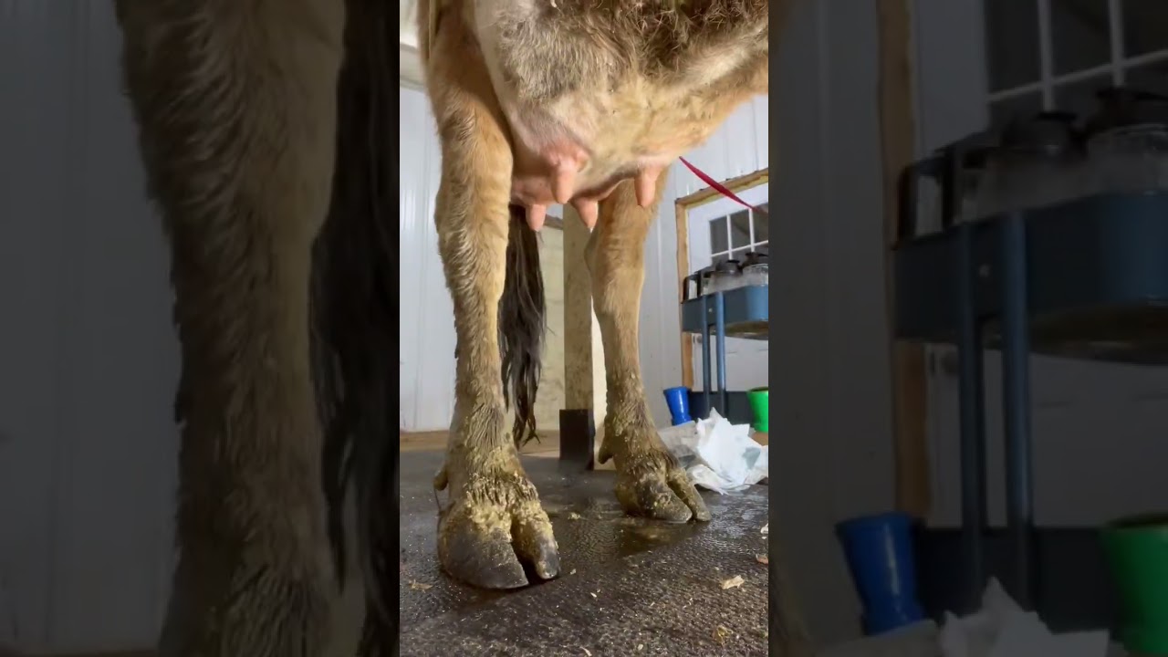 Night routine one the Homestead || Milking Our Cow #homesteadingforbeginners