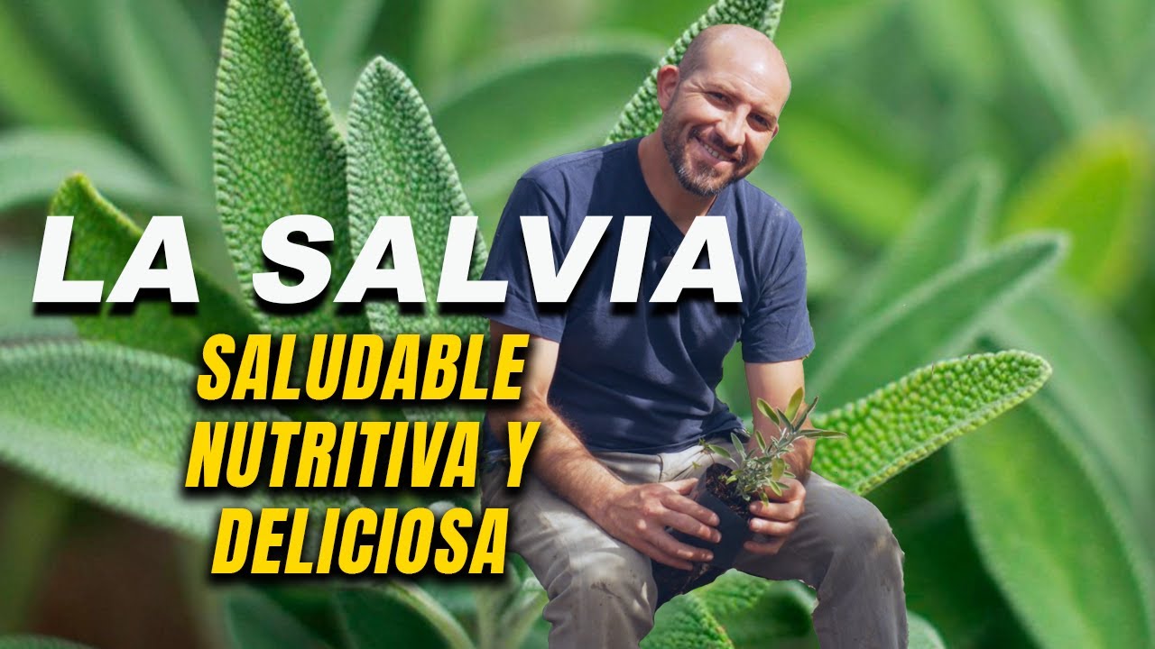 Planta de Salvia, &iquest;C&oacute;mo es? y &iquest;Para qu&eacute; sirve?