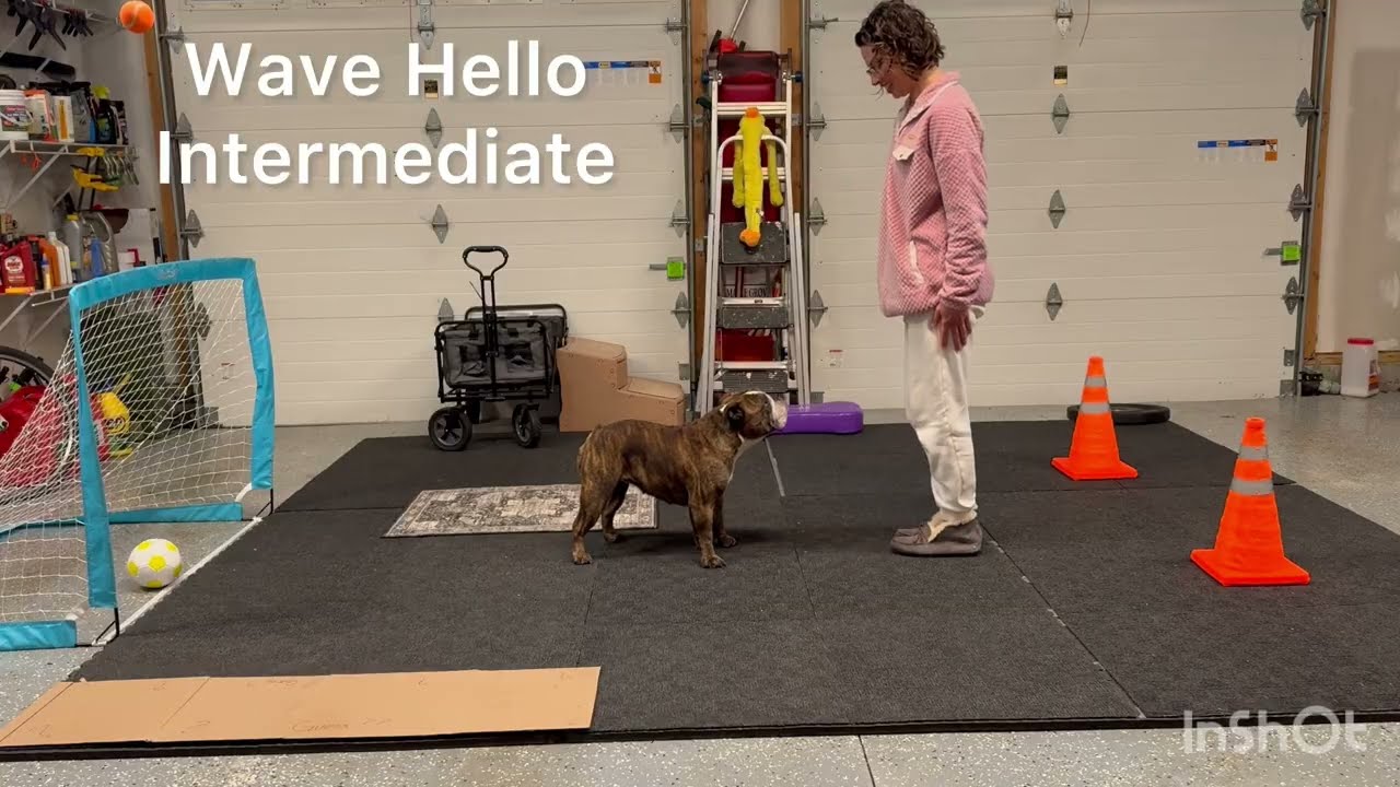 Ella the Bulldog AKC Trick Dog Performer Video Submission