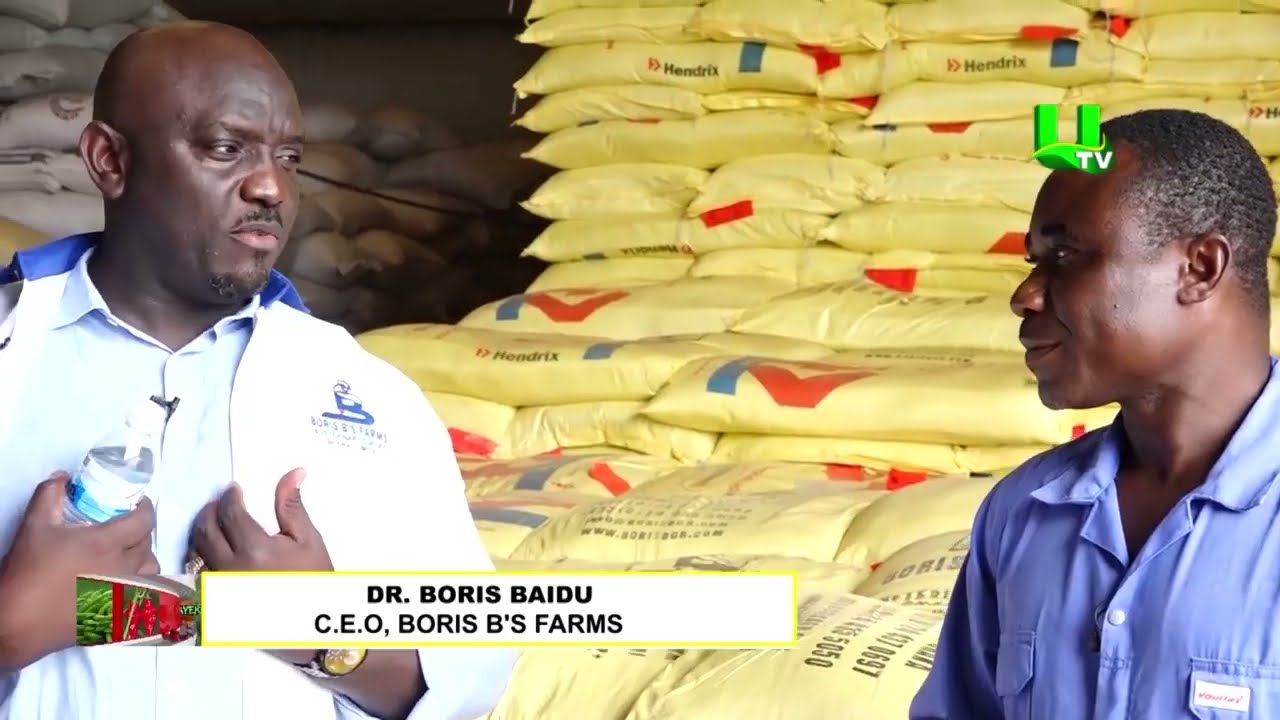 Boris B's Farms: Inside Animal Feed Production & Quality Control in Ghana on Ayekoo - Episode 1