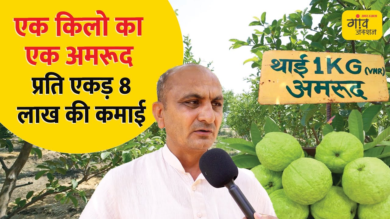 GUAVA FARMING: अमरूद की खेती से प्रति एकड़ 8 लाख की कमाई | @gaonjunctionofficial