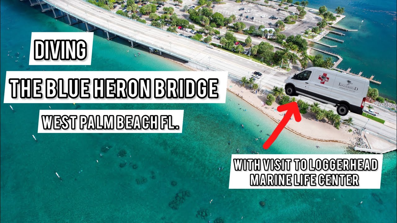 Diving Blue Heron Bridge | The Number One Shore Dive In The United States | Phil Foster Park