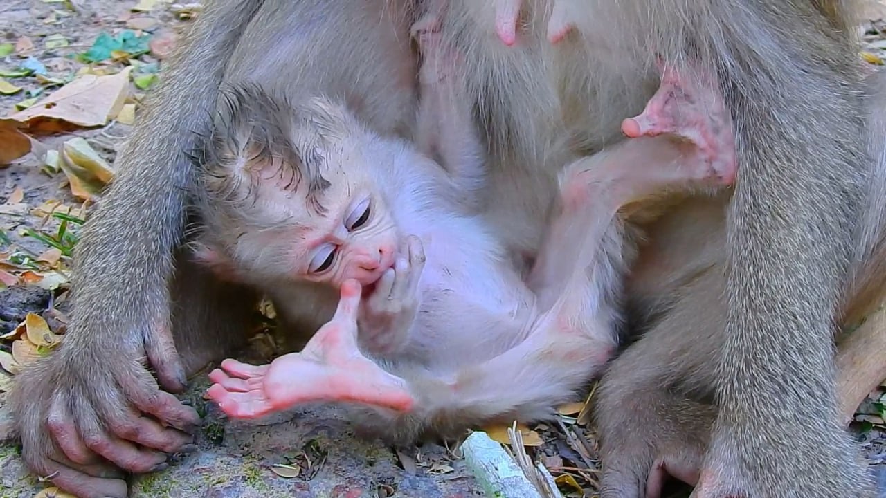 Lovely activity, monkey Lauy is taking care of her very well.