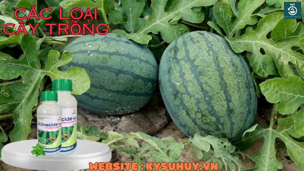 ONECIDE 15EC &ndash; THUỐC TRỪ CỎ CHỌN LỌC HẬU NẢY MẦM - 0776.400.038 #onecide15ec