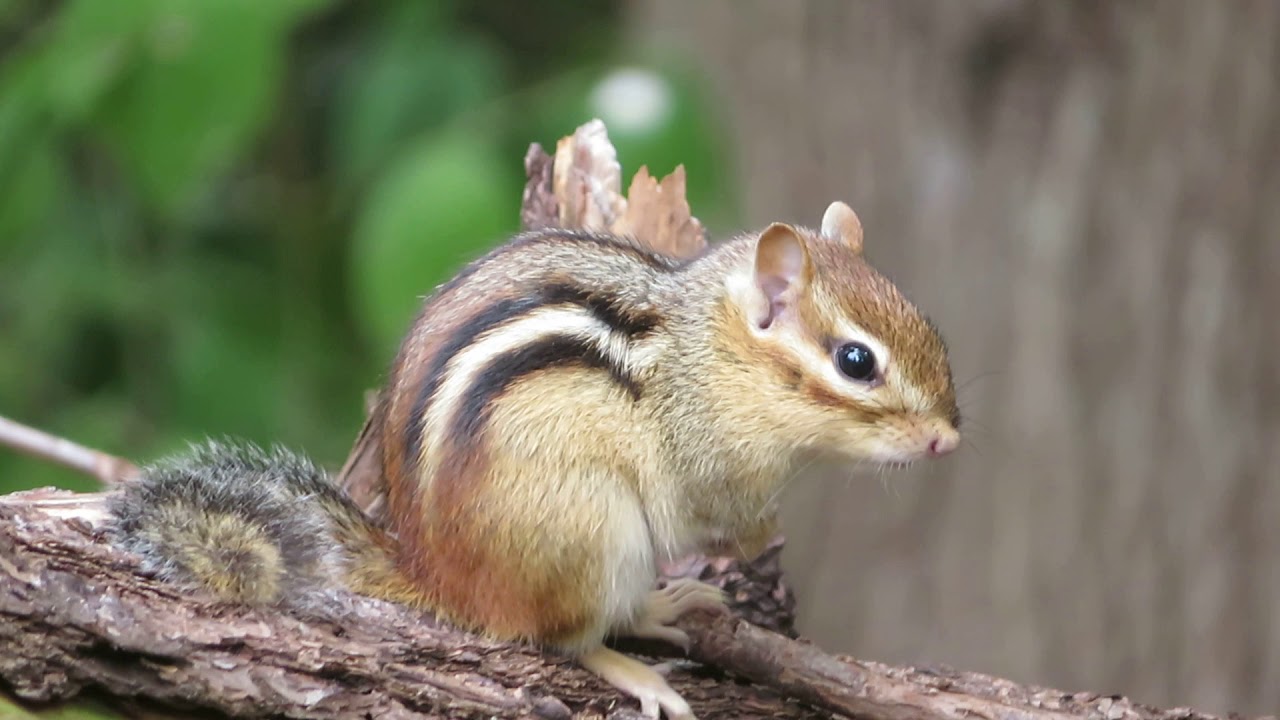 Chipmunk chipmunking