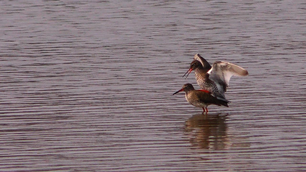 Parende Tureluurs (Mating Redshank)
