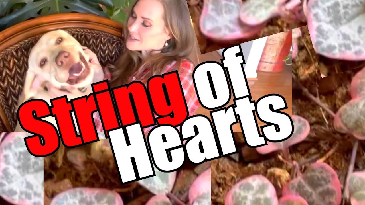 Secrets to Propagate String of Hearts |Rosary Vine Plant|Ceropegia Woodii Variegata |Easiest Method!
