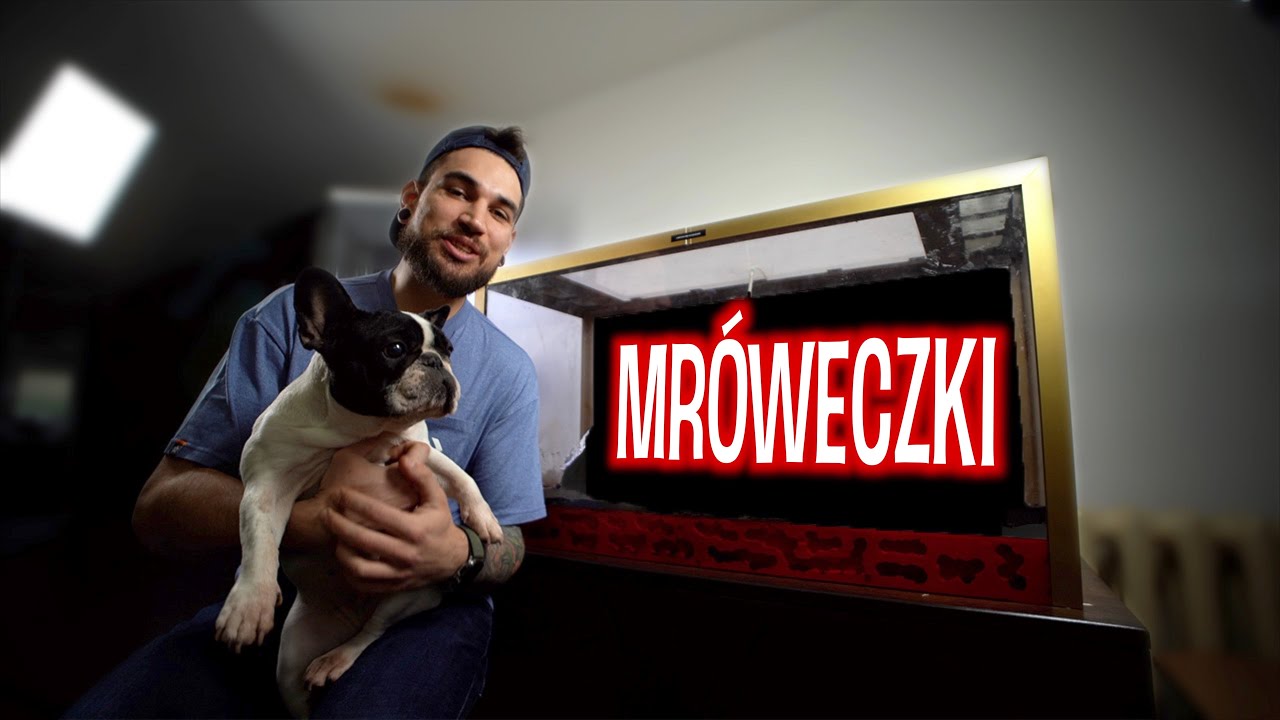 Nowy wystr&oacute;j w NAJWIĘKSZYM FORMIKARIUM 😍