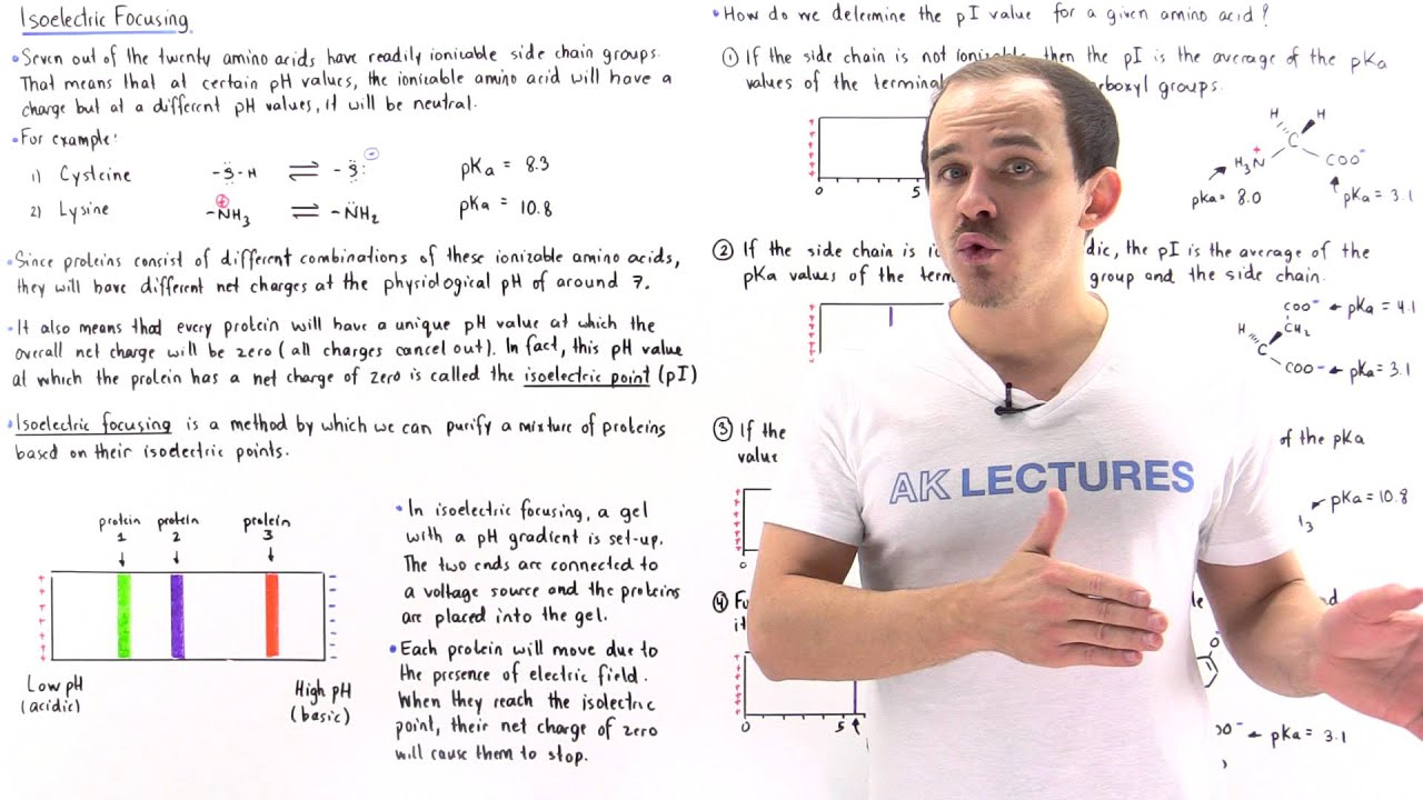 Isoelectric Focusing and Isoelectric Point
