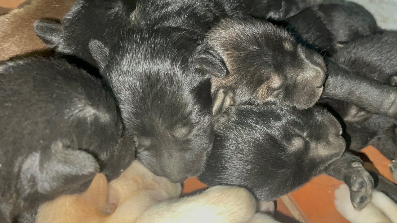 It's good for puppies that they sleep a lot | LUCY Official 