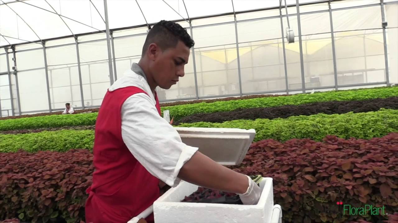 A Look Inside Las Limas Ball FloraPlant Farm