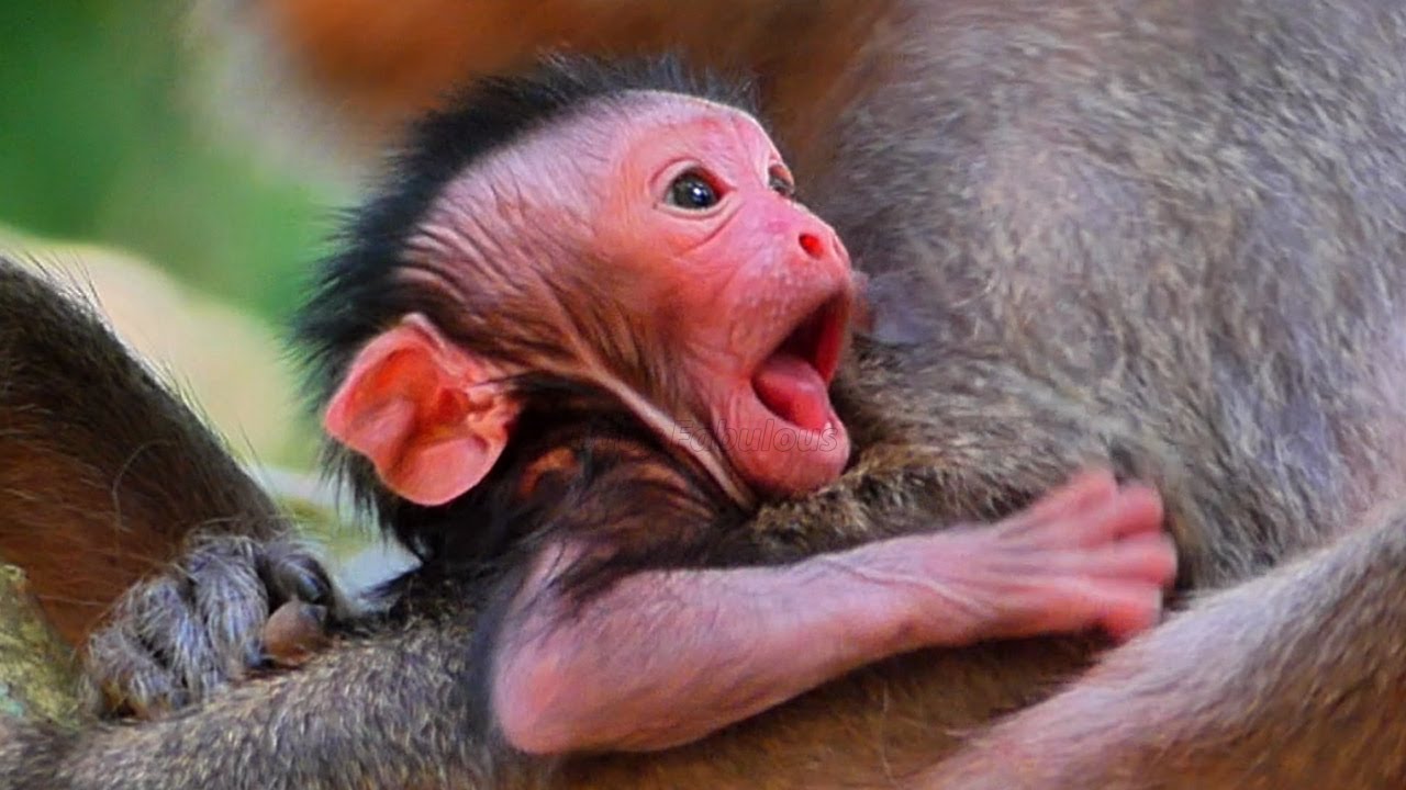 Congratulations...! Mom Jinx gave birth to cute baby boy today, Named JAGGER | Baby Fabulous