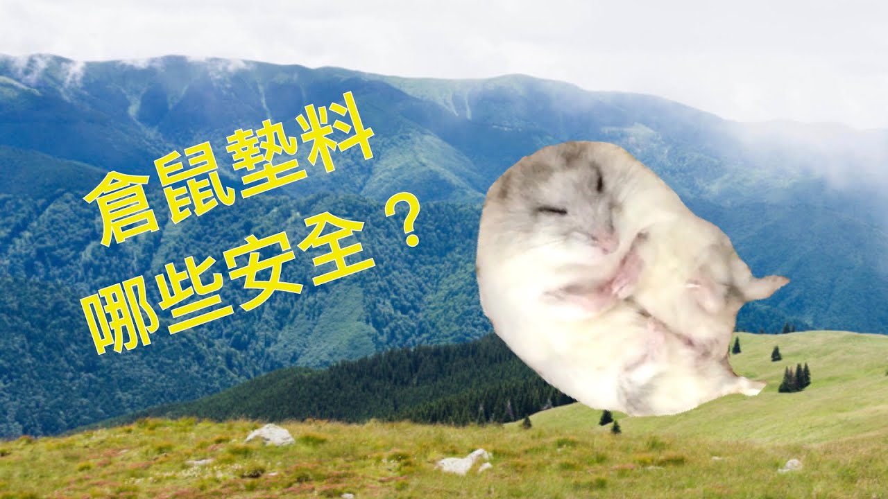 倉鼠墊料應具備什麼條件？這17種墊材哪些安全/不安全？有什麼優點/缺點？