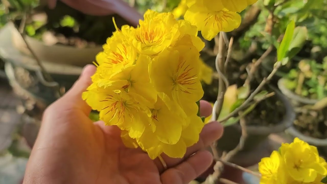 Mai Giảo Như Ý Và Giảo Ông Thầy Nở Rộ