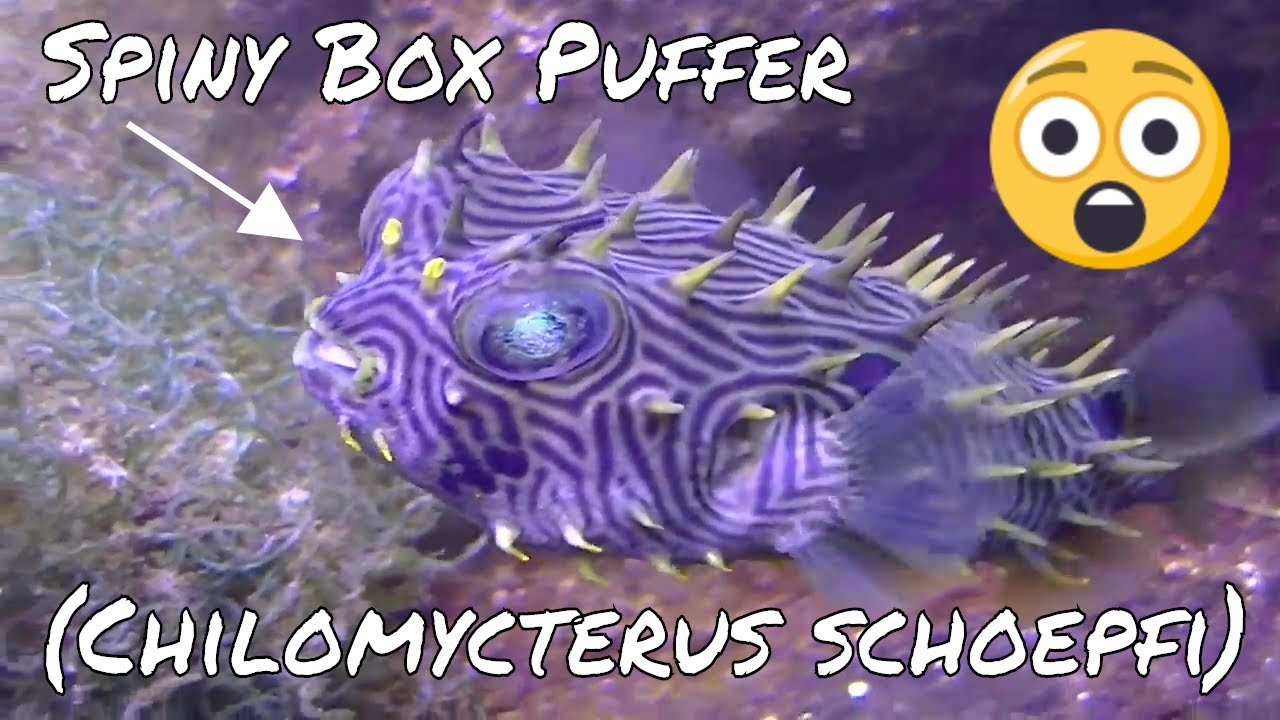 Spiny Box Puffer