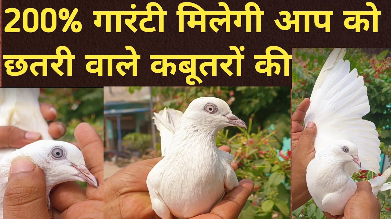 #panjabi |Chtri wale kabutr |200%Garnti milegi |21/09/24
