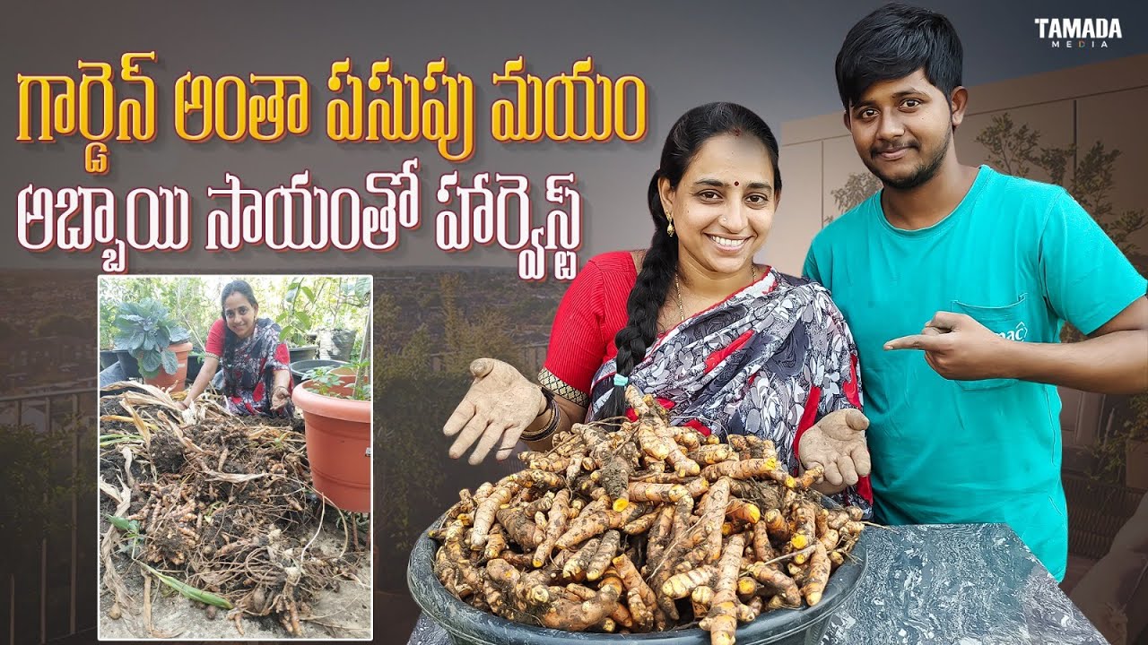 Biggest Turmeric Harvest || TELUGU GARDEN VLOG