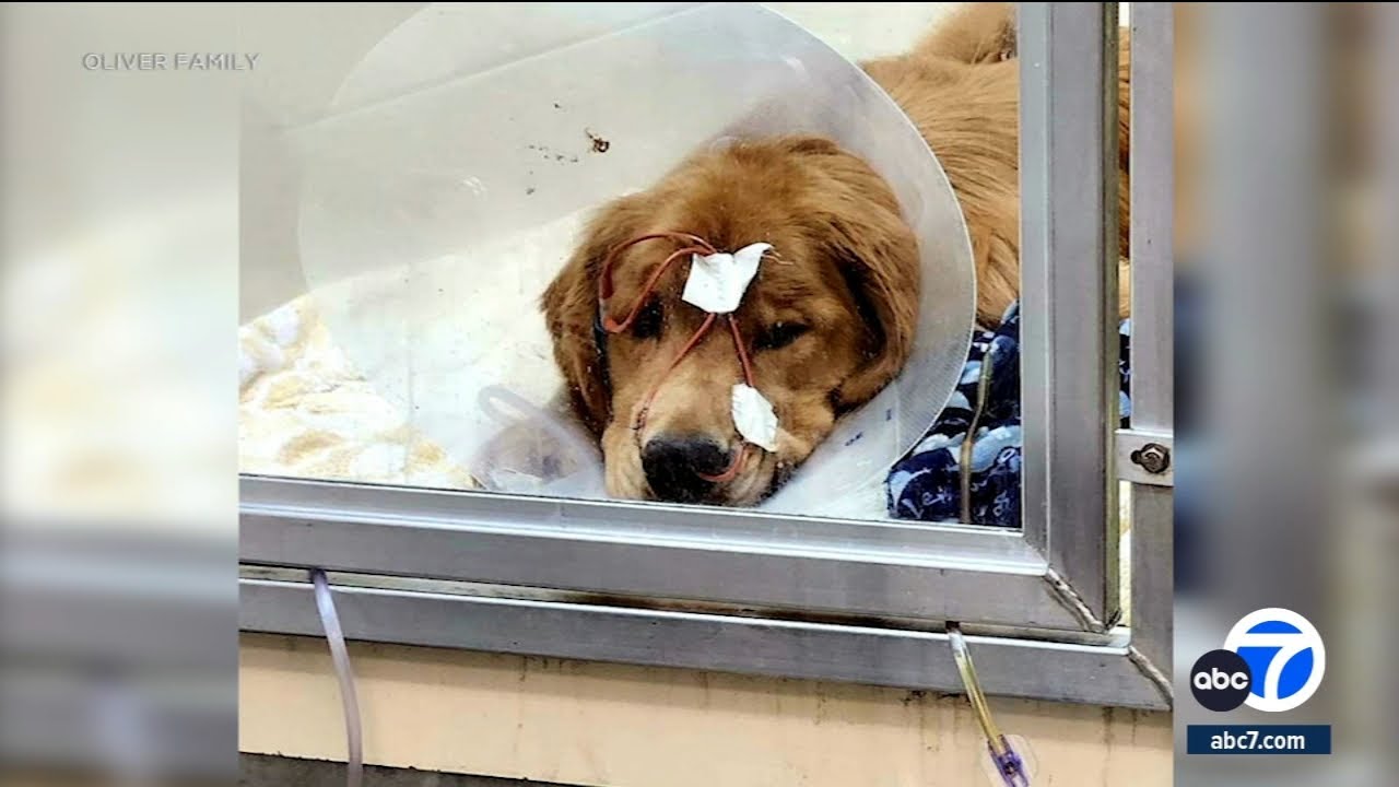 SoCal couple speaks out after their dog survived mysterious illness