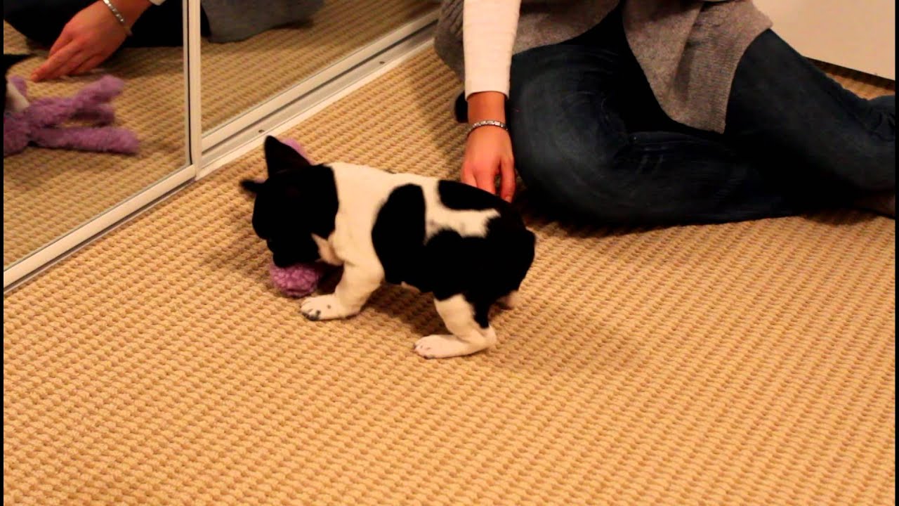 French Bulldog puppy first night at home