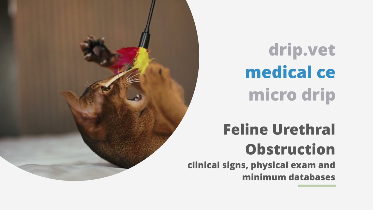 micro drip - Feline Urethral Obstruction