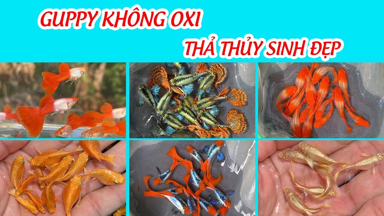 Guppy làm giống và thả thủy sinh cực đẹp, giá siêu mềm || Quí Guppy