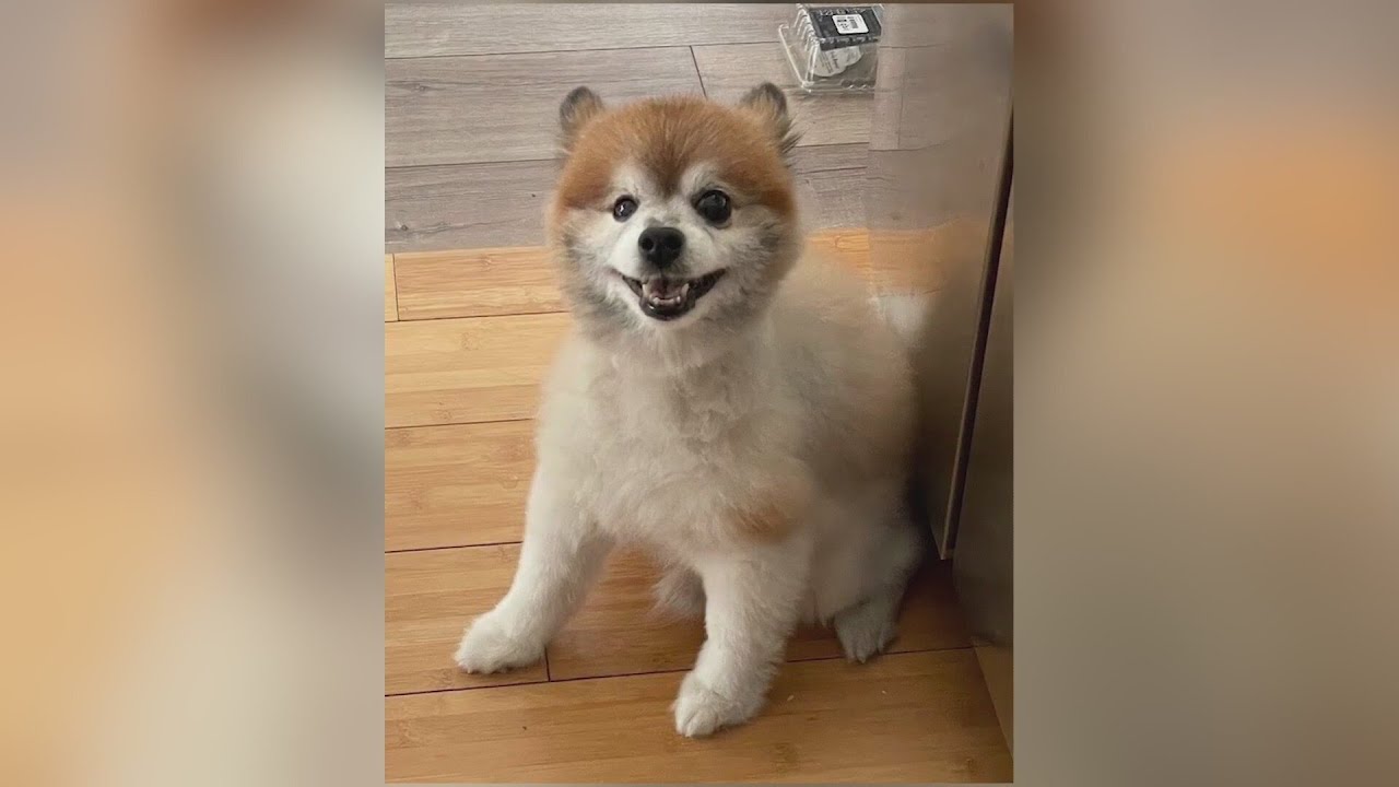 'We just want our boy back': Berwyn family’s SUV stolen with senior dog inside